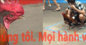 Trận 35 CPC5 23/10/2025 - Đăng Bình Dương Nối Rót Theo Tý Chùa Chấp 4 Chấm