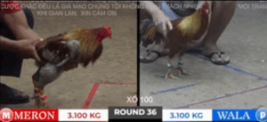 Trận 36 Tonhon 18/10/2025 - Bảo Sting Rủ Hak Coca Xổ 1 Gậy Trận Này Và Cái Kết