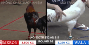 Trận 26 Bồ Tonhon 10/10/2025 - Sen Vĩnh Châu Ra Trận Xổ 500 Lớn Nhất Tại Tonhon