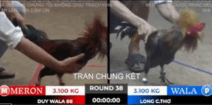 Trận 38 Tonhon 18/10/2025 - Chung Kết Giải Tonhon Kết Thúc Viên Mãn