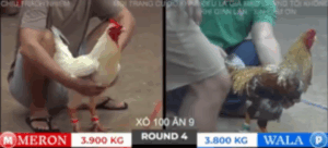 Trận 4 Tonhon 18/10/2025 - Bảo Sting Đụng Doul Campuchia Nuốt Không Trôi