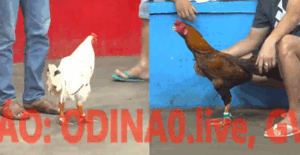 Trận 14 CPC5 22/10/2025 - Bướm Hiệu Đến Từ Cần Thơ Quá Tàn Nhẫn