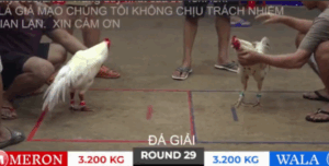 Trận 29 Bồ Tonhon 10/10/2025 - Bảo Sting Hạ Cánh Hiệu Campuchia Tuyệt Đối