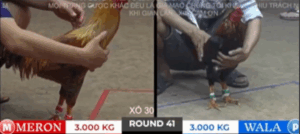 Trận 41 Tonhon 18/10/2025 - Bảo Sting Đụng Nhà Vô Địch Tonhon