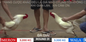 Trận 31 Bồ Tonhon 10/10/2025 - Bảo Sting Va Phải Phước Đồng Tháp Tại Giải