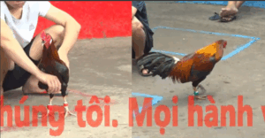 Trận 11 CPC5 20/10/2025 - Gà Xanh Có Chân Cúp Điện Cực Kì Đẳng Cấp