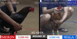 Trận 32 Bồ Tonhon 10/10/2025 - Trận Duy Nhất Hak Coca Hạ Được Bảo Sting