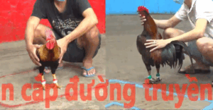 Trận 13 CPC5 20/10/2025 - Gà Xanh Gãy Giò Vẫn Phản Kèo Thành Công Phút 90