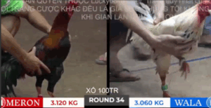 Trận 34 Bồ Tonhon 10/10/2025 - Bảo Sting Cứu Thua Trông Thấy Trước Doul CPC