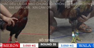 Trận 35 Bồ Tonhon 10/10/2025 - Bảo Sting Gặp Phải Cú Hiệu Và Cái Kết