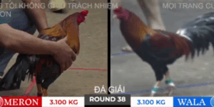 Trận 38 Bồ Tonhon 10/10/2025 - Doul Campuchia Thua Tuyệt Đối Bảo Sting Tại Giải