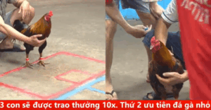 Trận 19 CPC5 3/10/2025 - Tèo Đen Lê Thắng Đẳng Cấp Trận Gà Này