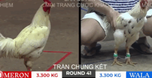 Trận 41 Bồ Tonhon 10/10/2025 - Chung Kết Khó Hiểu Nhất Của Bảo Sting Tại Tonhon