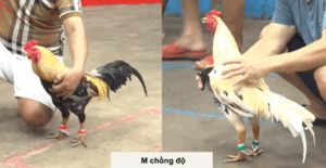 Trận 12 CPC5 21/10/2025 - Quang Vũng Tàu Chỉ Cần 3 Chân Là Có Kết Quả