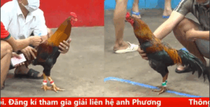 Trận 25 CPC5 3/10/2025 - Trận Thua Cuối Cùng Của Tèo Đen Lê Hôm Nay