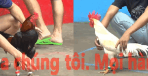 Trận 13 CPC5 21/10/2025 - Điều Cọp Cánh Đồng Tháp Hạ Campuchia Tuyệt Đối