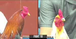 Trận 10 CPC6 6/10/2025 - Long Thomo Ra Sân Trận Đầu Tiên Tại Lâm Dồ