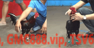 Trận 23 CPC5 21/10/2025 - Anh Phong Số 10 Không Làm Anh Em Thất Vọng