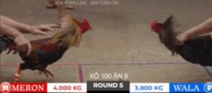 Trận 5 Tonhon 19/10/2025 - Bảo Sting Tiếp Tục Bị Đánh Bại Với Cánh An Giang