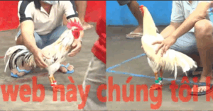 Trận 18 CPC5 22/10/2025 - Thắng Kiên Giang Tung Hàng Khủng Ra Sân Và Cái Kết