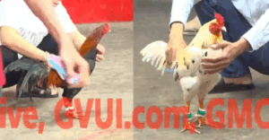 Trận 3 CPC5 23/10/2025 - Nu Trắng Tung Điều Cọp Hot Nhất Hôm Nay Ra Sân