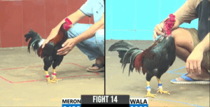 Trận 14 CPC6 6/10/2025 - Hàng Độc Lạ Của Idol Campuchia Ra Sân Và Cái Kết