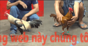 Trận 32 CPC5 21/10/2025 - Gà Chuối Anh Sơn Đâm Gà Khét Ói Cơm Tại Chỗ