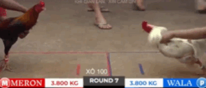 Trận 7 Tonhon 18/10/2025 - Bảo Sting Bị Hak Coca Phản Ở Phút 90