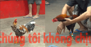 Trận 31 CPC5 22/10/2025 - Trận Đấu Chấp Nặng Nhất Hôm Nay Tại Bồ Gà