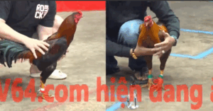 Trận 5 CPC5 23/10/2025 - Cánh Tý Chùa Ra Sân Trận Thứ 2 Quá Đẳng Cấp