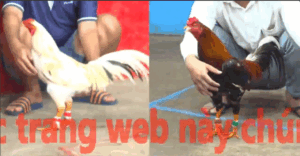 Trận 6 CPC5 23/10/2025 - Đông Pha Ra Sân Trận Đầu Lụm Lúa Tuyệt Đối