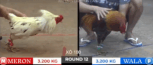 Trận 12 Tonhon 18/10/2025 - Bảo Sting Tiếp Tục Đi Bán Bong Bóng Tại Tonhon