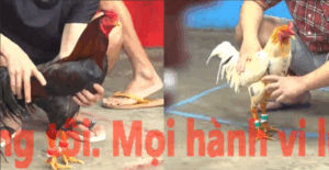 Trận 8 CPC5 23/10/2025 - Quang Vũng Tàu Và Trận Xổ Lớn Nhất Tại Giải