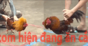 Trận 11 CPC5 23/10/2025 - Khởi Đầu Cho Chuỗi Thua Của Idol Tý Chùa