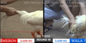 Trận 10 Bồ Tonhon 10/10/2025 - Doul Campuchia Dưới Màu Bảo Sting Tại Tonhon