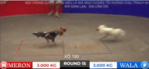 Trận 15 Tonhon 18/10/2025 - Bảo Sting Tới Tang Trận Này Tại Tonhon