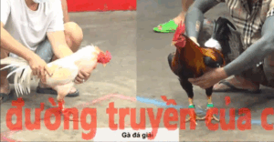 Trận 14 CPC5 23/10/2025 - Tý Chùa Vào Giải Trận Đầu Tiên Không Thuận Lợi